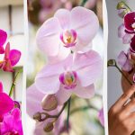 A orquídea florescerá no outono se a alimentar uma vez