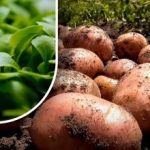 A terra vai ficar como uma penugem: um jardineiro diz-lhe