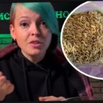 Como escolher plantas de sidra e surpreender os seus vizinhos