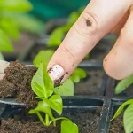 como-semear-pimentos-como-acelerar-o-crescimento-das-plantulas-e.webp.webp