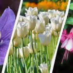 Especialista nomeia 7 plantas que vale a pena plantar no