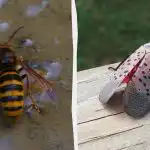 4 espécies de insectos perigosos que ameaçam o seu jardim e a scasa 4 espécies de insectos perigosos que ameaçam o seu jardim