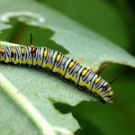 5 razões pelas qs as plantas podem ter folhas enroladas