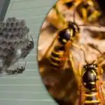 6 coisas que transformam o seu quintal num íman de