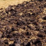 A colheita será d vezes maior: que tipo de estrume