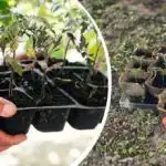 A geada não tem medo da geada: que legumes, árvores