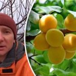 A geada não tem nada a ver com isso: o