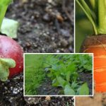 A horta em setembro: o que semear para desfrutar de