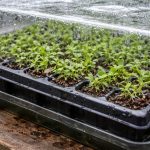 a-morte-das-plantulas-de-lobelia-em-cassetes-pode-ser.png