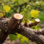 A poda primaveril das uvas transformará o seu jardim num tapete rolante de bagas doces a-poda-primaveril-das-uvas-transformara-o-seu-jardim-num.png