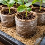 armadilha-mortal-para-as-plantulas-de-pepino-em-vasos-de.png