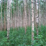 As 9 piores árvores para o jardim: o que não