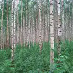 As 9 piores árvores para o jardim: o que não