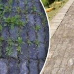 As ervas daninhas nos caminhos desaparecem em 3 dias -