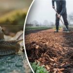 As lesmas vão desaparecer para sempre: o principal erro dos