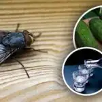 As moscas desaparecem instantaneamente: os melhores remédios naturais contra os insectos As moscas desaparecem instantaneamente: os melhores remédios naturais contra os