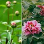 As peónias vivem 50 anos mas nem sempre florescem: como