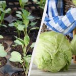 As plântulas de couve devem ser plantadas nas seguintes datas: