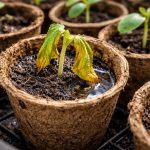 as-plantulas-de-pepino-morrem-em-vasos-de-turfa-devido.png