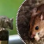 As ratazanas e os ratos dispersar-se-ão e desaparecerão para sempre