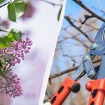 As tesouras de podar podem esperar: 6 plantas que nunca