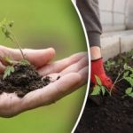 Calendário de sementeira para março de 2026: datas exactas para