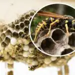 Cansado das vespas no seu quintal - uma forma fácil