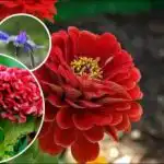 Canteiros de flores brilhantes num curto espaço de tempo: que flores de crescimento rápido plantar na primavera Canteiros de flores brilhantes num curto espaço de tempo: que