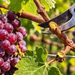 Como a poda das uvas na primavera transforma as videiras atrofiadas numa poderosa correia transportadora de bagas doces como-a-poda-das-uvas-na-primavera-transforma-as-videiras.png
