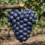 Como a poda primaveril transforma vinhas fracas em cachos de uvas pesados como-a-poda-primaveril-transforma-vinhas-fracas-em-cachos-de.png