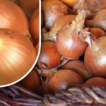 Como conservar as cebolas para que não brotem antes do