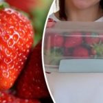 Como conservar os morangos para os manter frescos durante mais