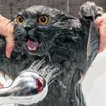 como-dar-banho-a-um-gato-e-manter-se-vivo-instrucoes.webp.webp