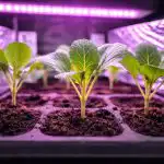 Como evitar que os rebentos de couve morram quando o sol da primavera é escasso como-evitar-que-os-rebentos-de-couve-morram-quando-o.png