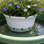 como-evitar-que-uma-lobelia-morra-num-cachepot-com-um.png