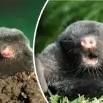 Como expulsar rapidamente uma toupeira do local - um método