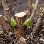 Como fazer com que as hortênsias libertem enormes capas de flores com a poda primaveril como-fazer-com-que-as-hortensias-libertem-enormes-capas-de.png