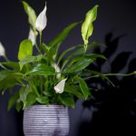 Como fazer com que o spathiphyllum floresça novamente: 4 regras