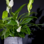 como-fazer-com-que-o-spathiphyllum-floresca-novamente-4-regras.webp.webp