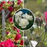 Como podar as rosas depois do inverno: o segredo de