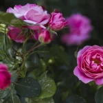 como-podar-as-rosas-para-que-florescam-em-abundancia-os.webp.webp