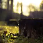 Como remover um cepo de árvore sem pá e sem