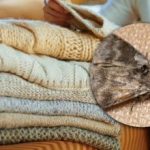 Como se livrar das traças nos armários: uma planta pode