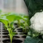 Como semear repolho em mudas - termos e nces importantes