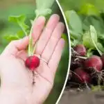 Crescer suculento e sem amargor: o que fazer com os