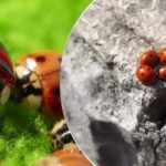 Criada e largada de aviões: depois dos gafanhotos, a Ucrânia