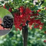 Dois baldes de groselha por arbusto: como preparar o melhor
