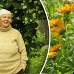 Dos pulgões e até do escaravelho da batata do Colorado: