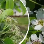 É bonito, mas há um senão: q é a árvore