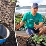 É possível: um cultivador de dacha revelou uma forma simples